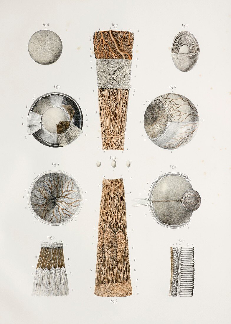 Dissected eye,1844 artwork