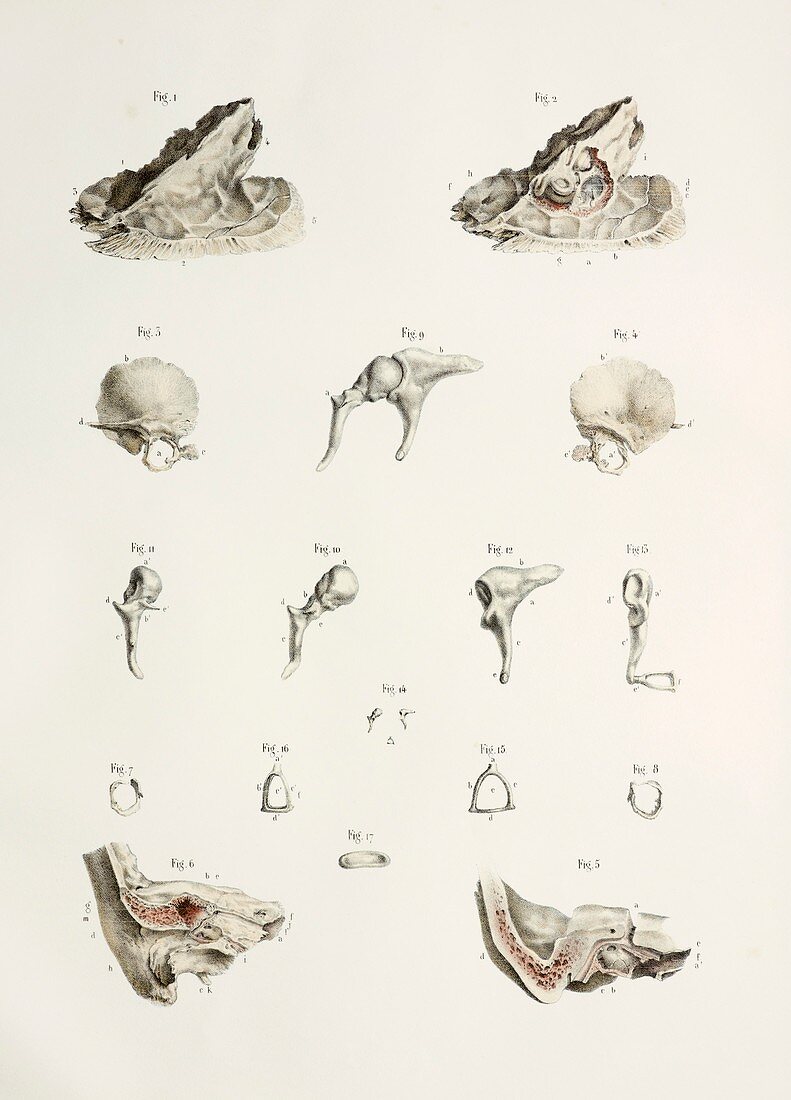 Bones of the middle ear,1844 artwork