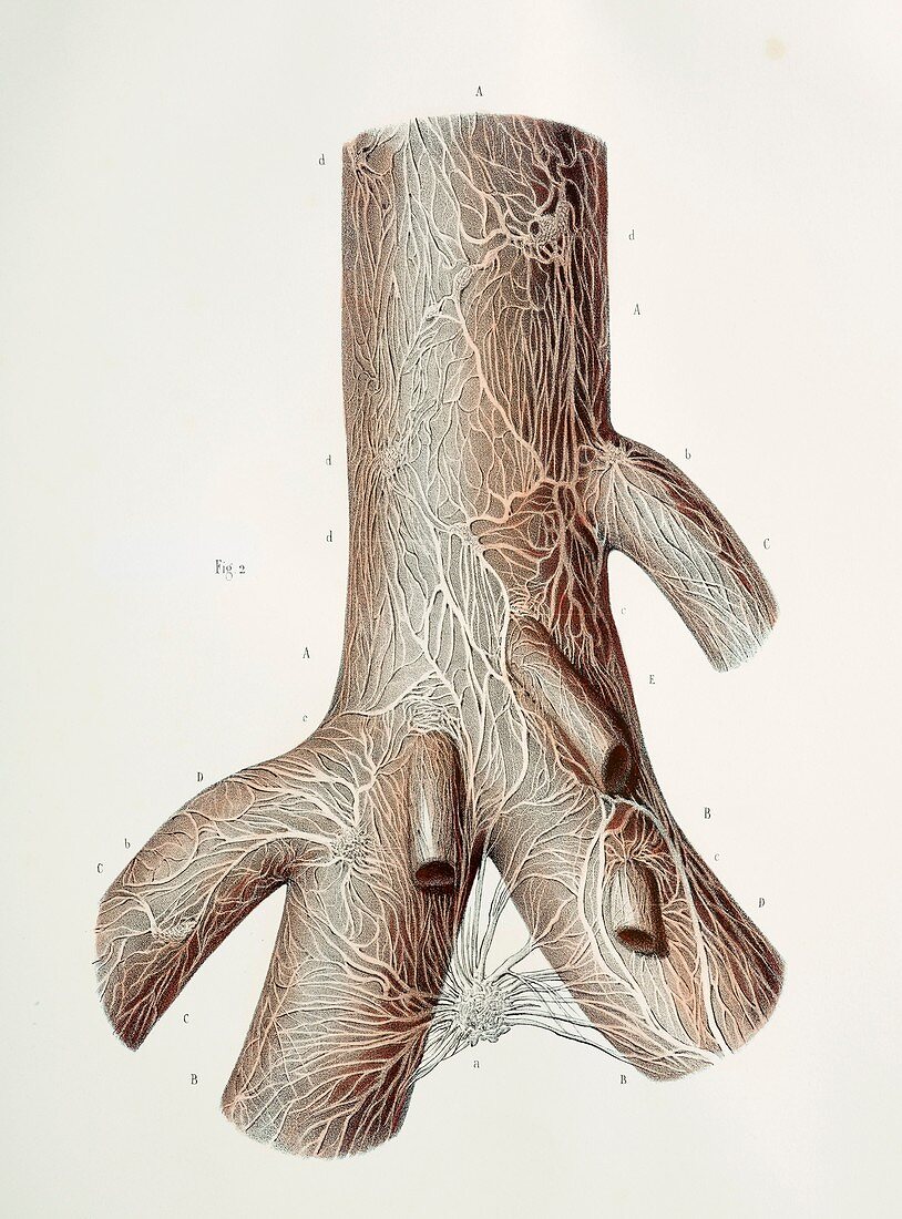 Basilar artery nerves,1844 artwork