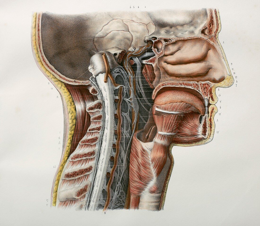 Cervical spinal nerves,1844 artwork