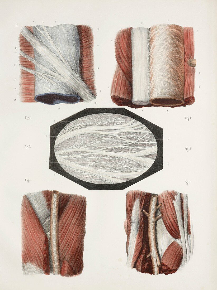 Blood vessel nerves,1844 artwork