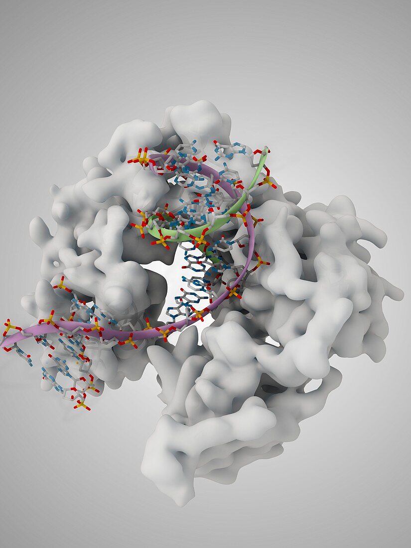 DNA polymerase in complex with DNA