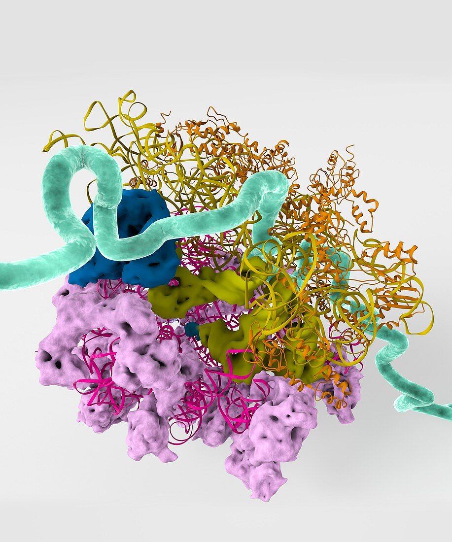 Bacterial ribosome and protein synthesis