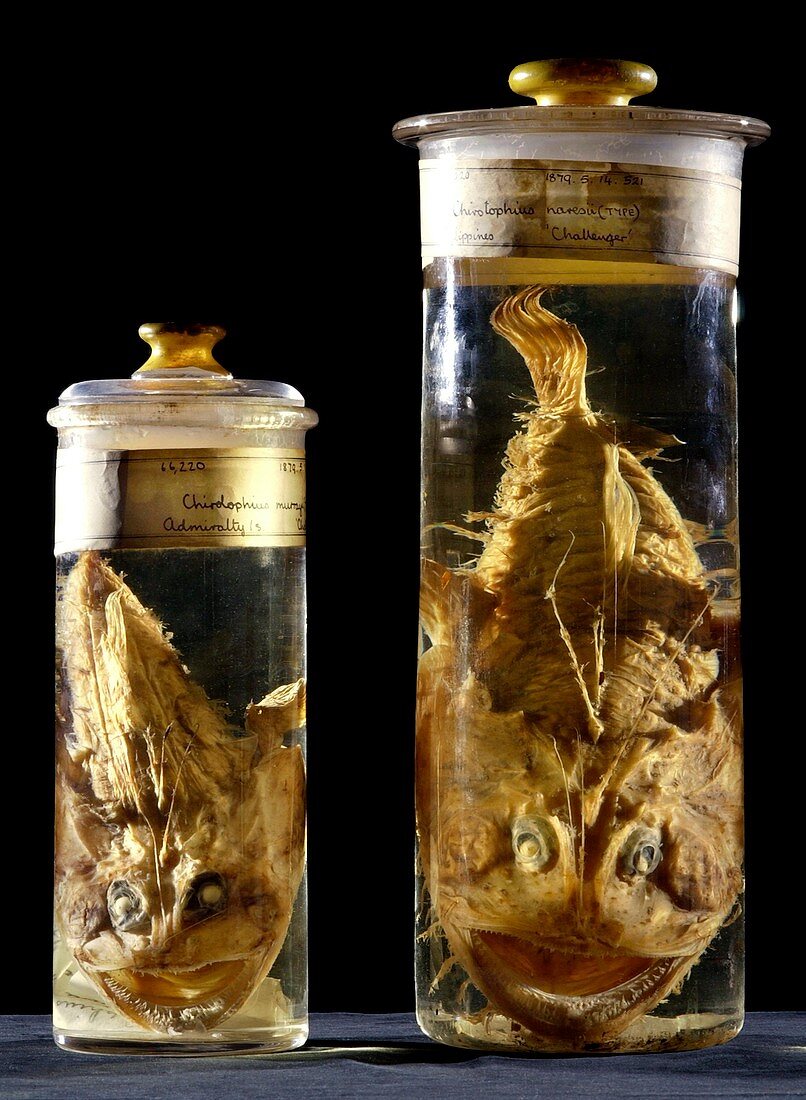 Preserved monkfish