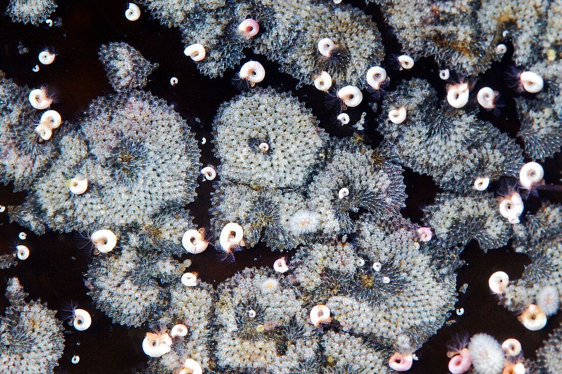 Bryozoa colonies
