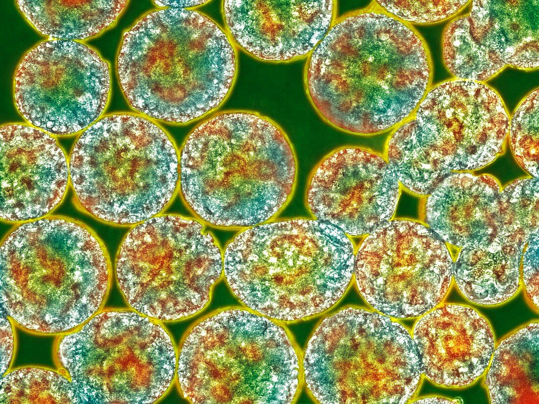 Stem cells,light micrograph