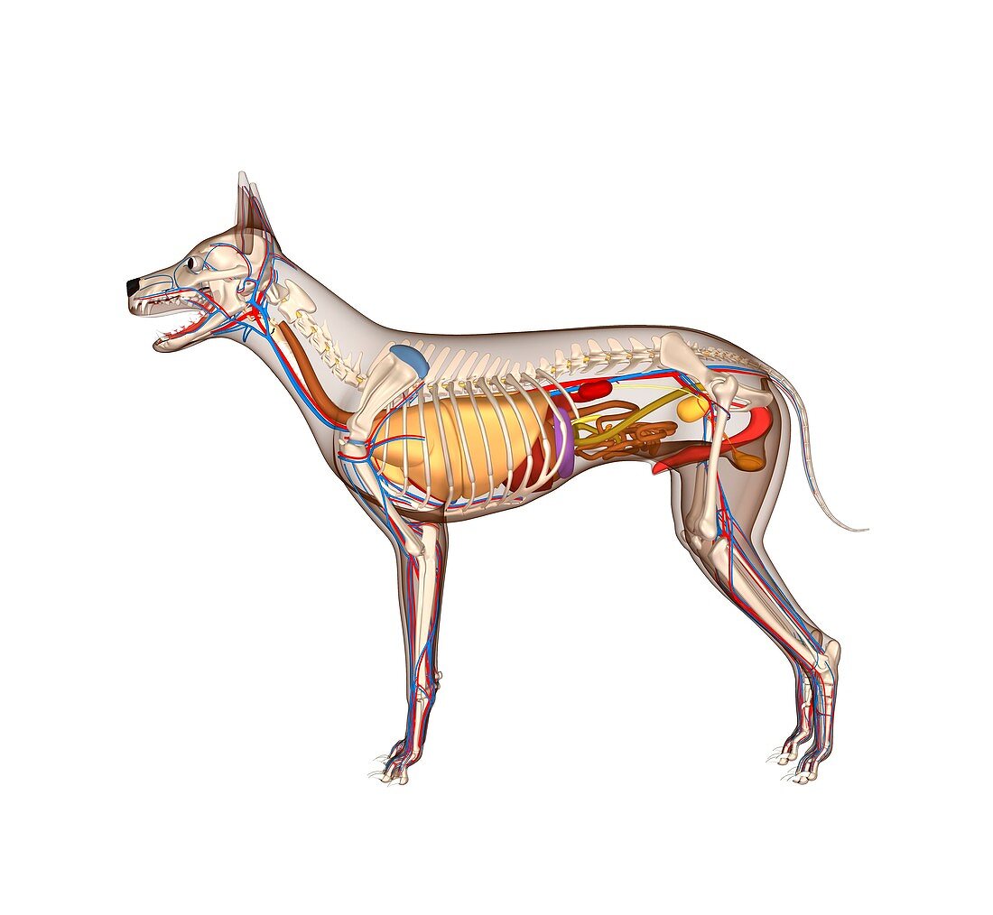 Dog anatomy,artwork