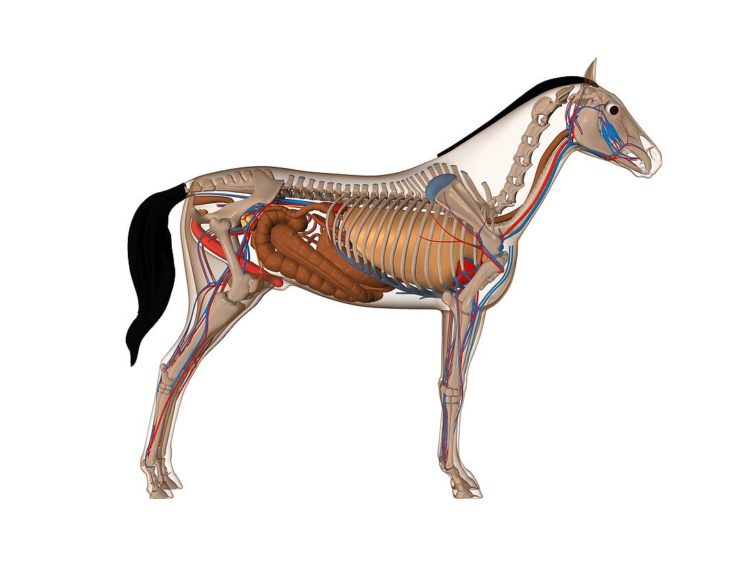 Horse anatomy,artwork