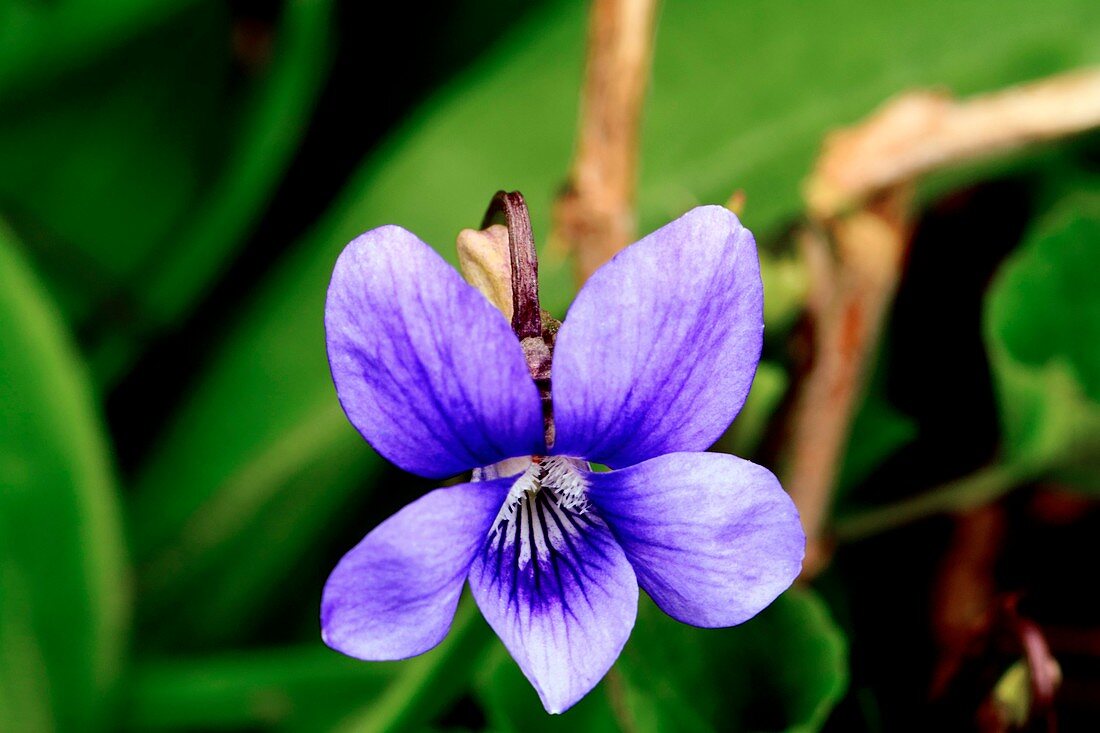 Dog violet (Viola riviniana) flower