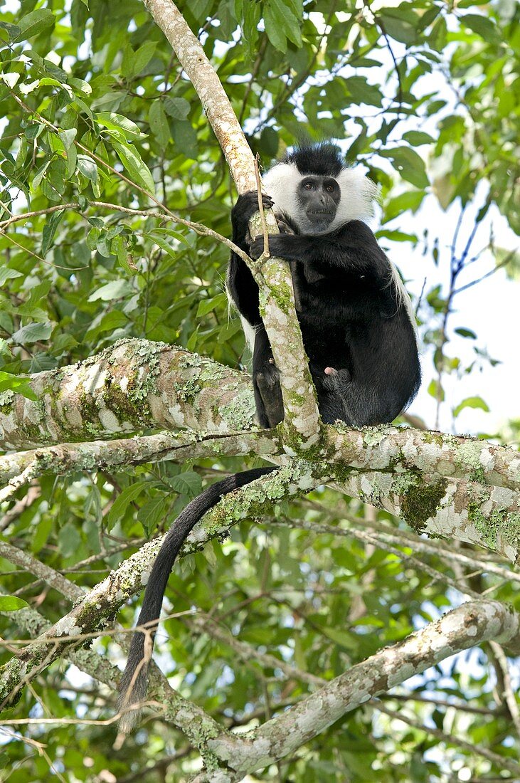 Ruwenzori black-and-white colobus