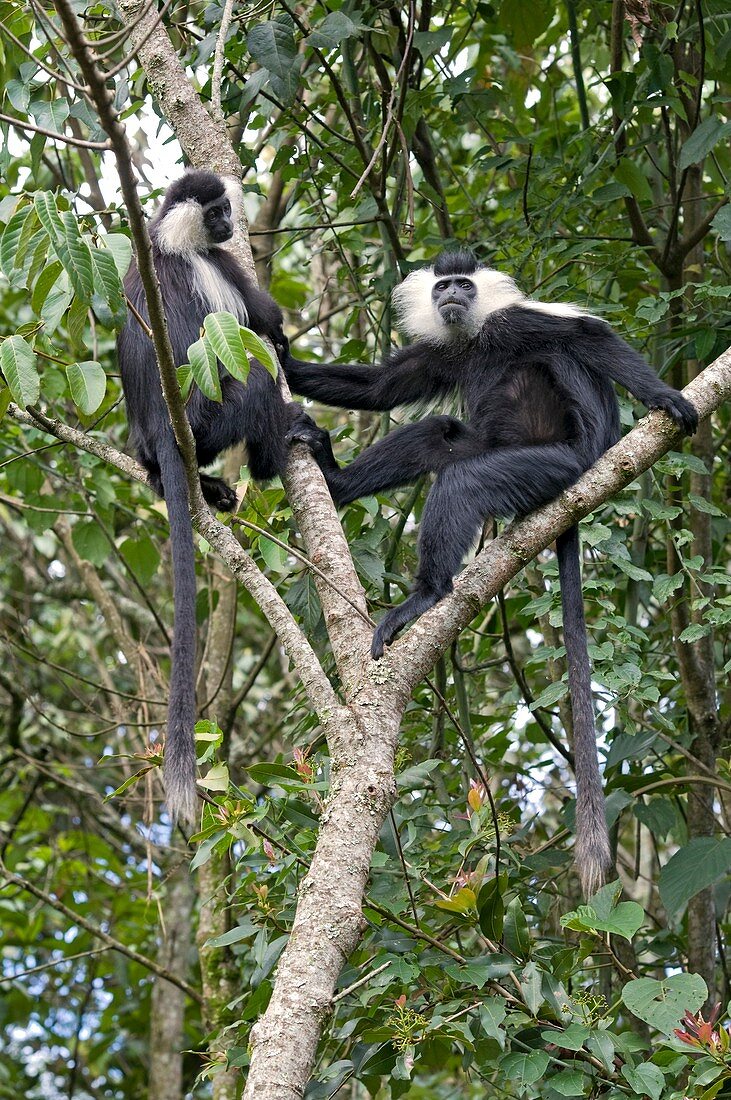 Ruwenzori black-and-white colobi