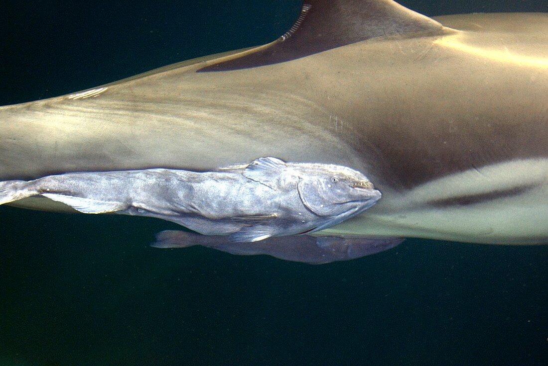 Remora on a dolphin