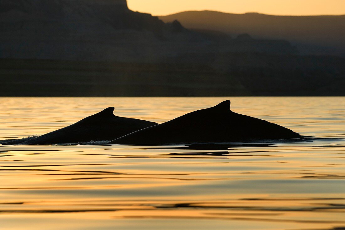 Humpback whales at sunset
