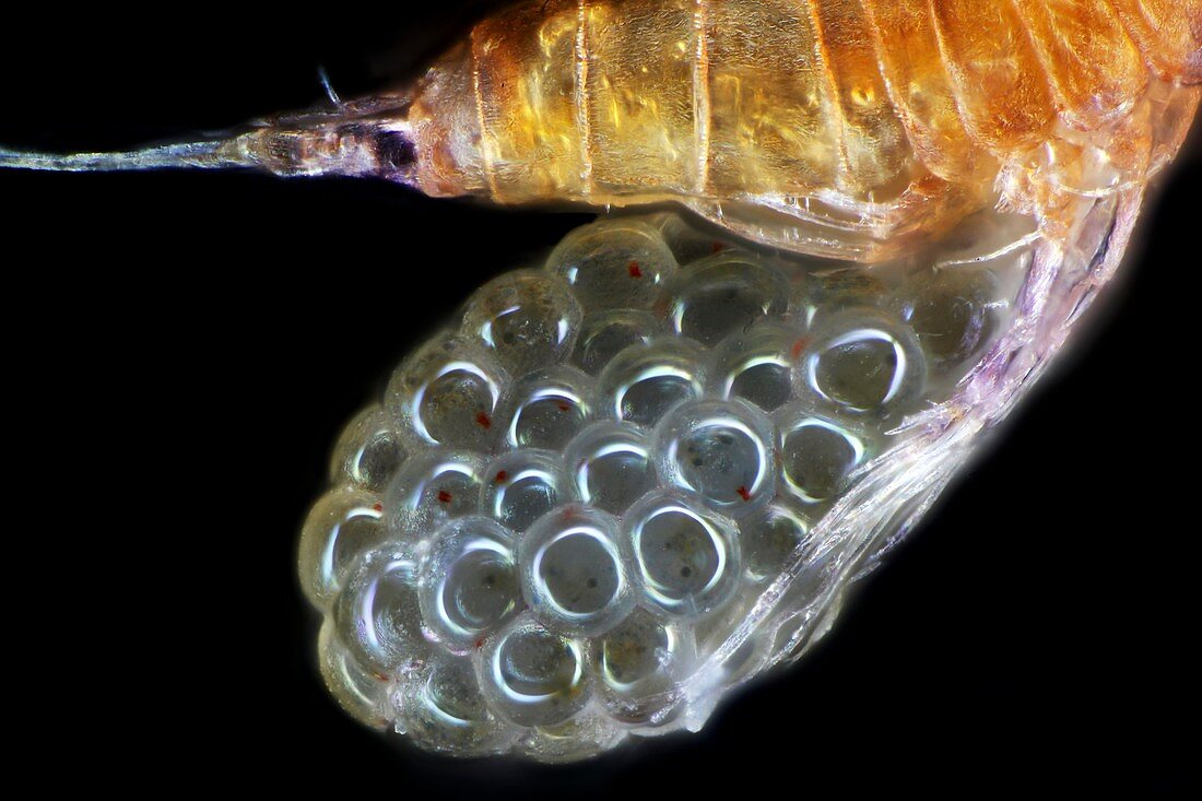 Copepod with eggs