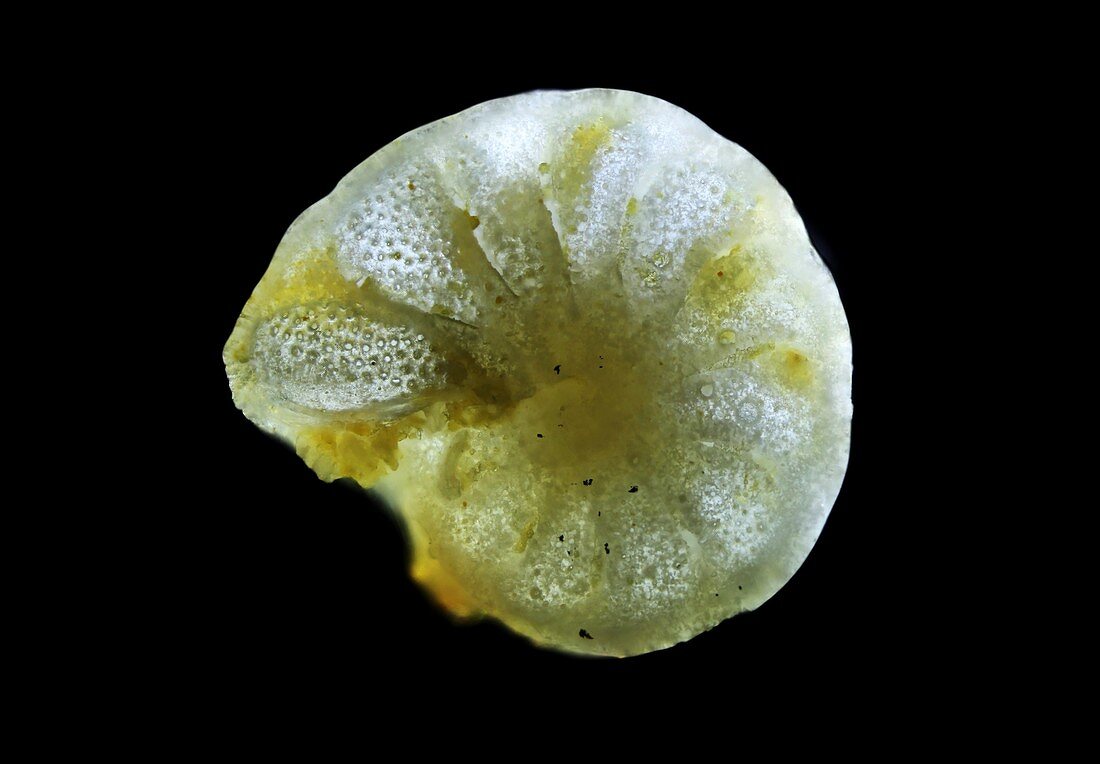 Foraminiferan,light micrograph