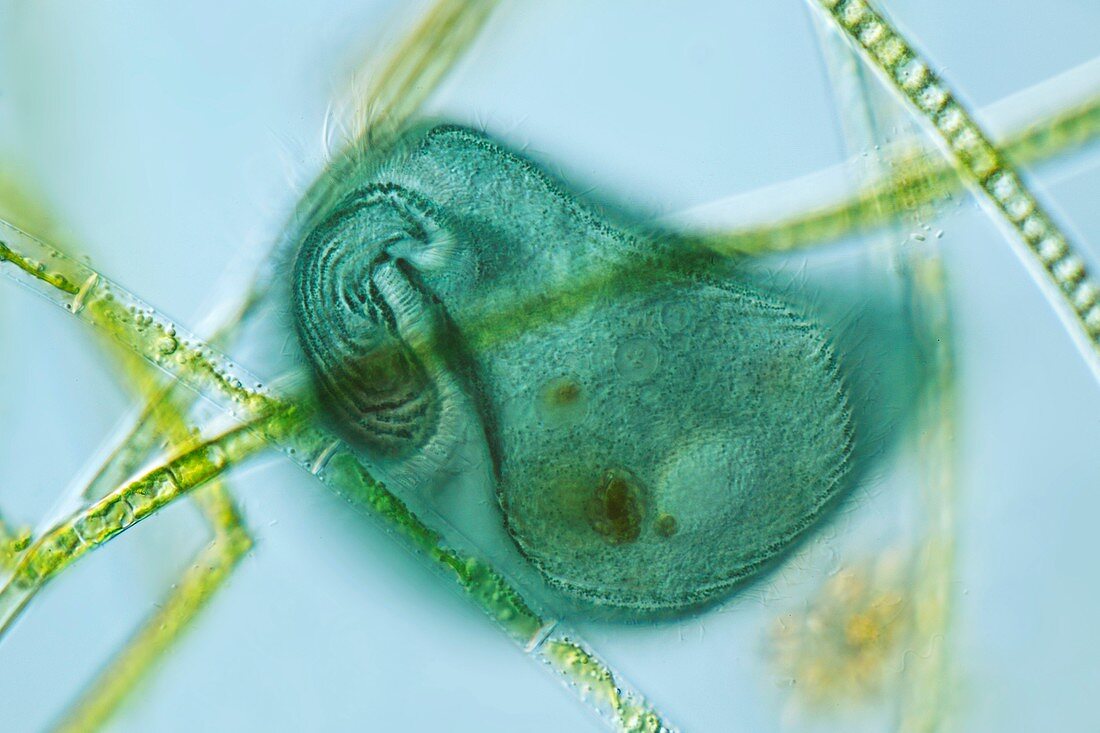 Stentor coeruleus protozoan,micrograph