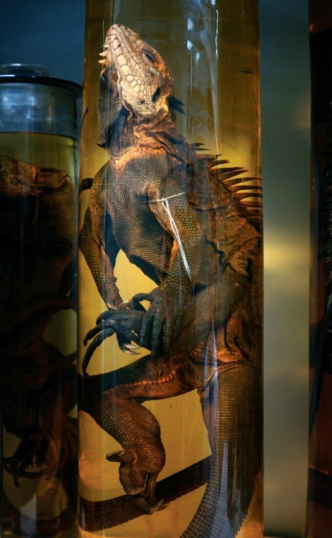 Preserved West Indian iguana