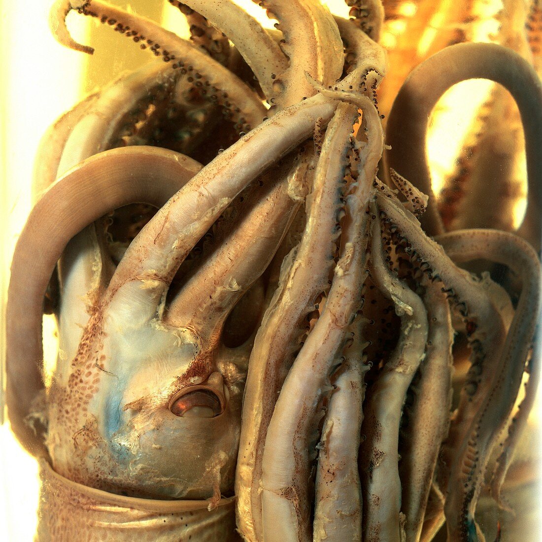 Preserved squid