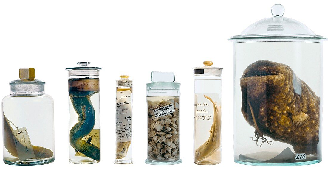 Preserved museum specimens