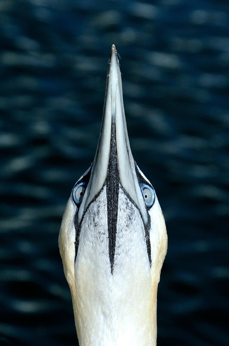Northern gannet displaying