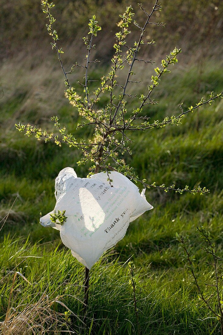 Hawthorn and plastic bag