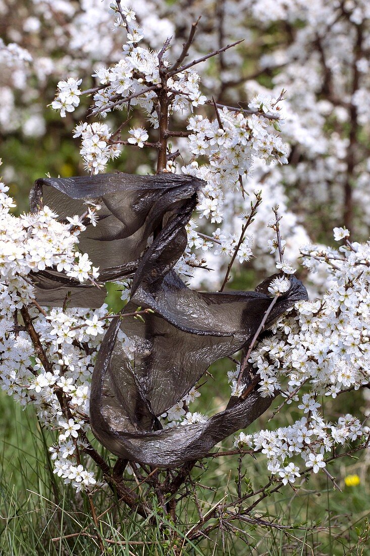 Blackthorn and plastic bag