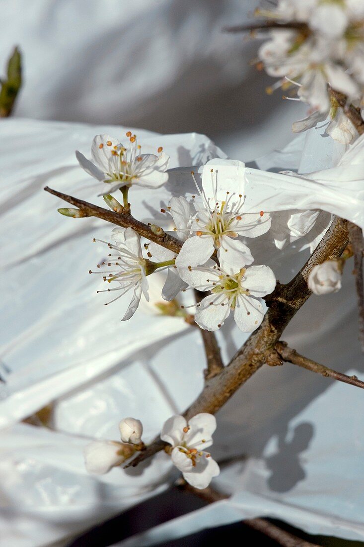 Blackthorn and plastic bag