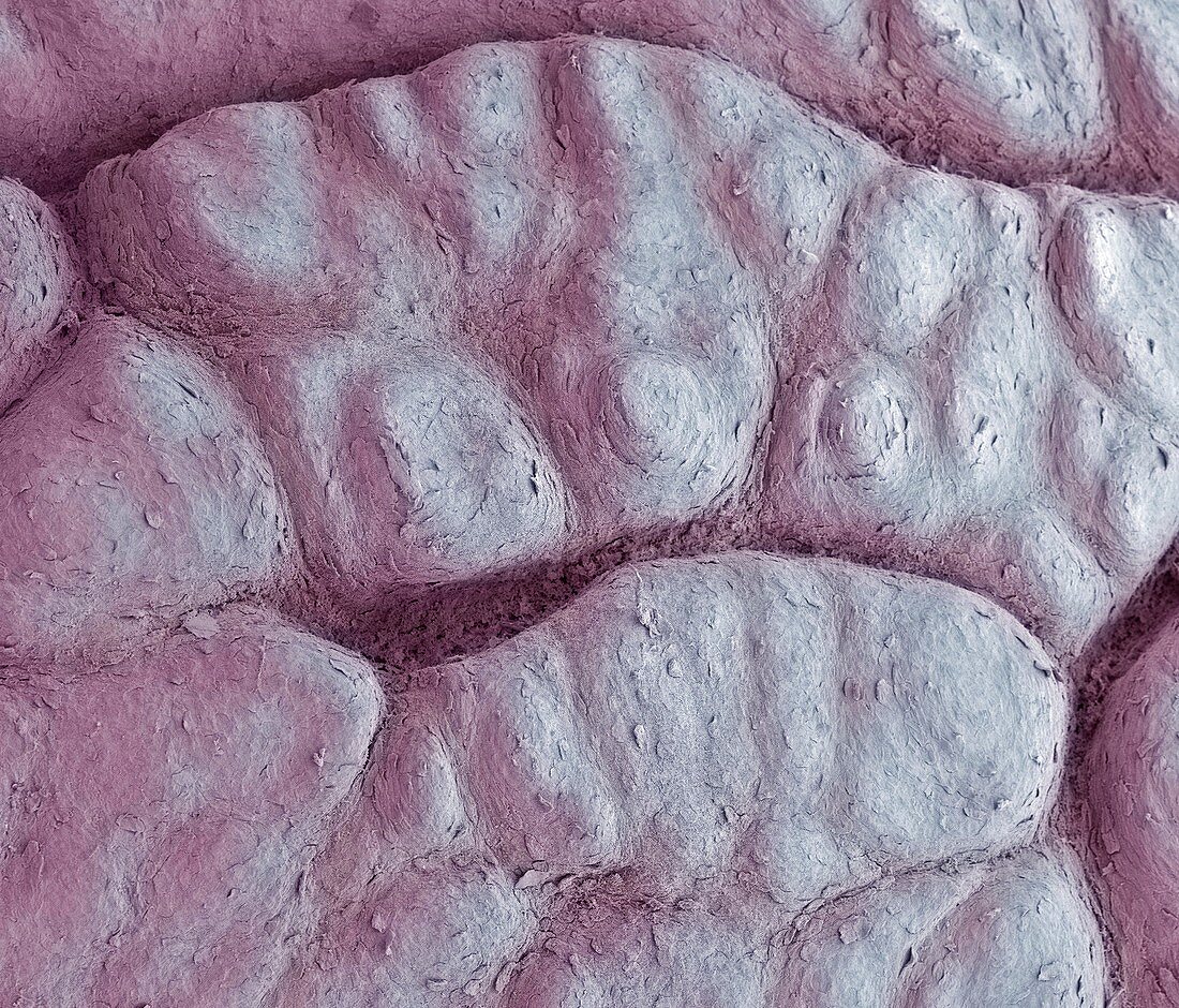 Primate fingerprint ridges,SEM