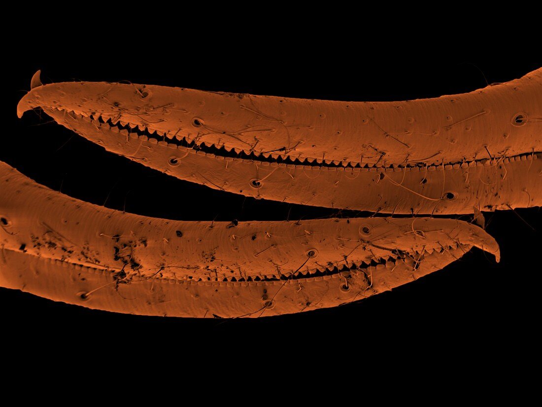 Cave pseudoscorpion claws,ESEM