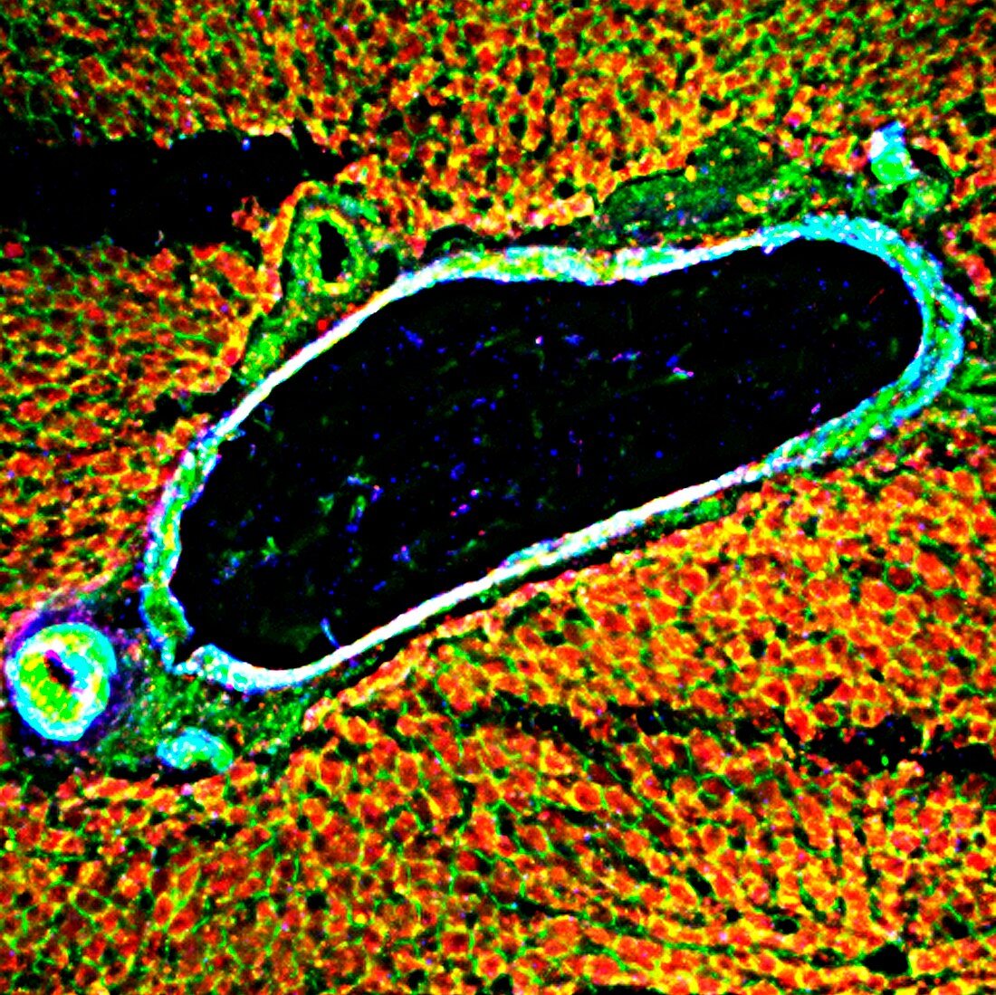 Liver tissue,fluorescence micrograph