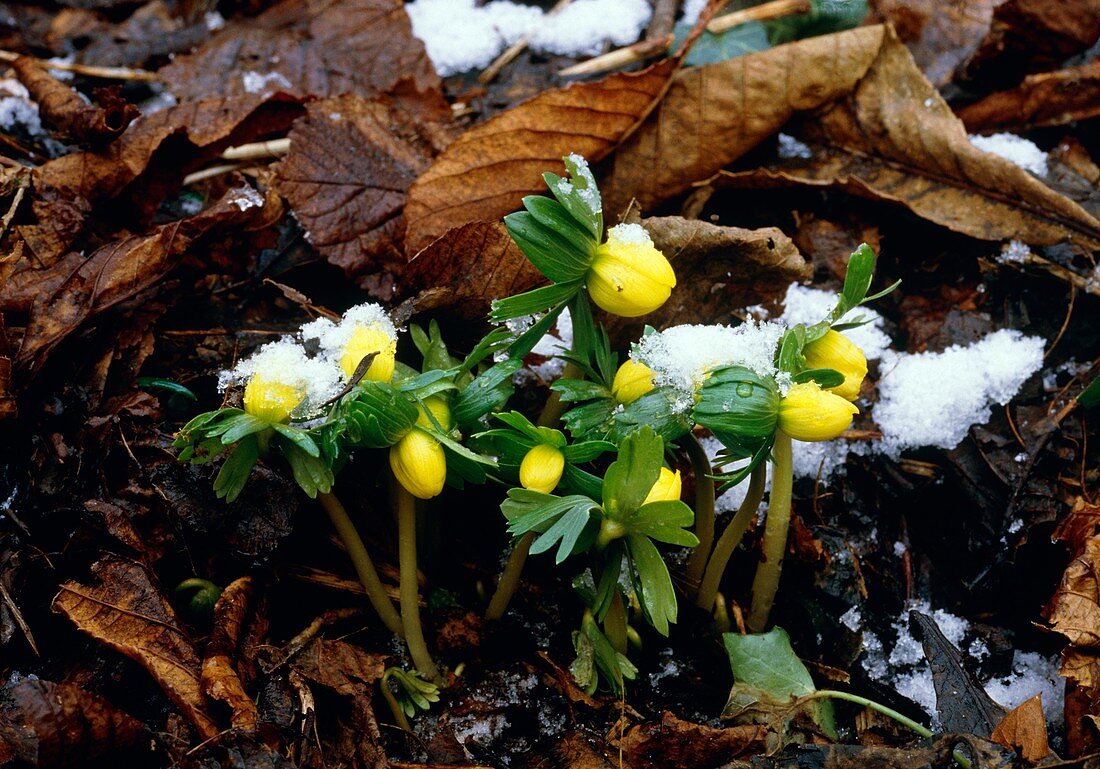 Winter Aconite (Eranthis hyemalis)