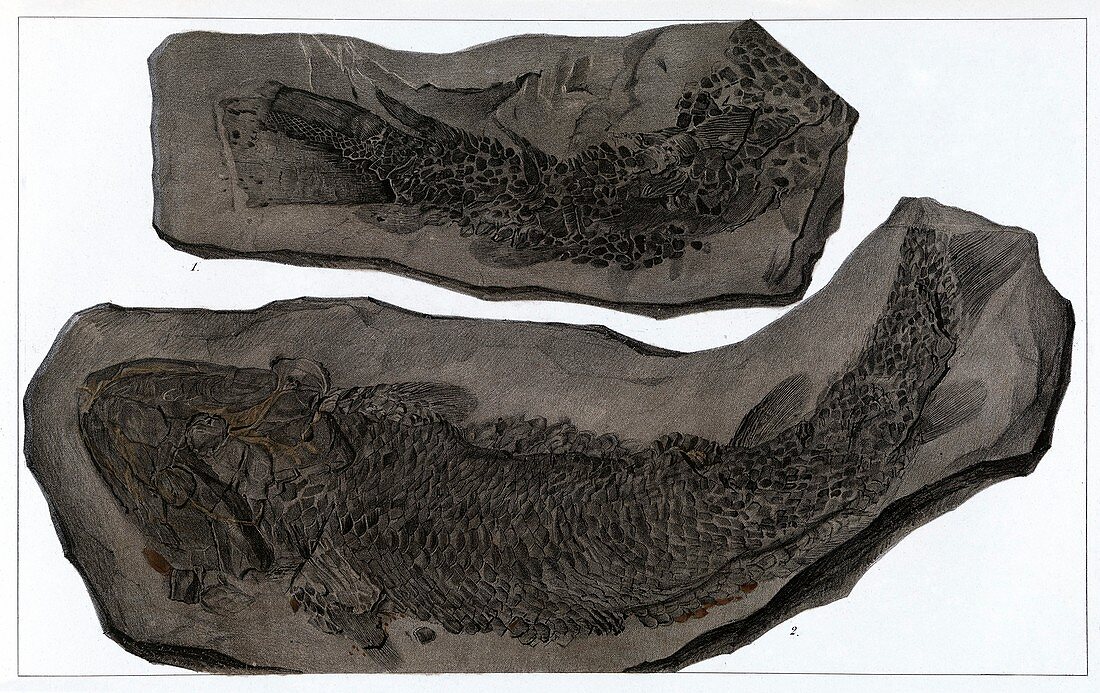 Drawing of fossil fish (Gyroptychium sp.)