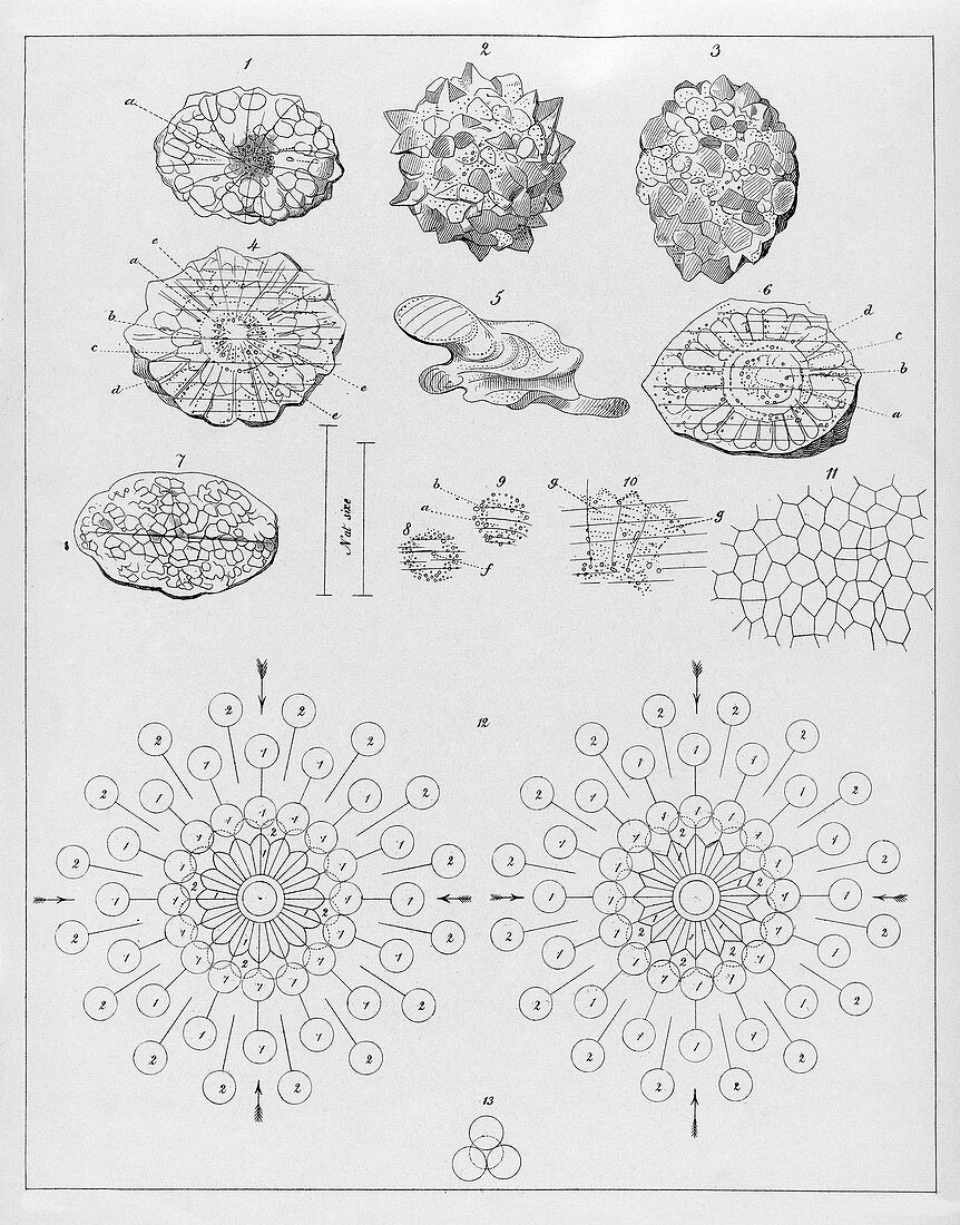 Formation of hailstones,19th century