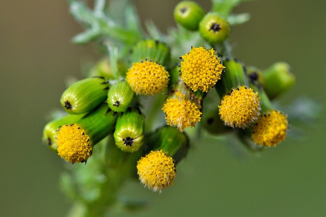 Groundsel (Senecio vulgaris)