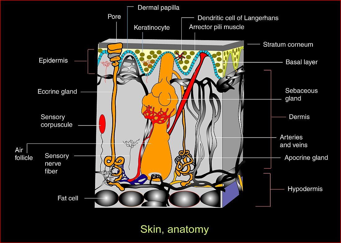 Skin anatomy,artwork