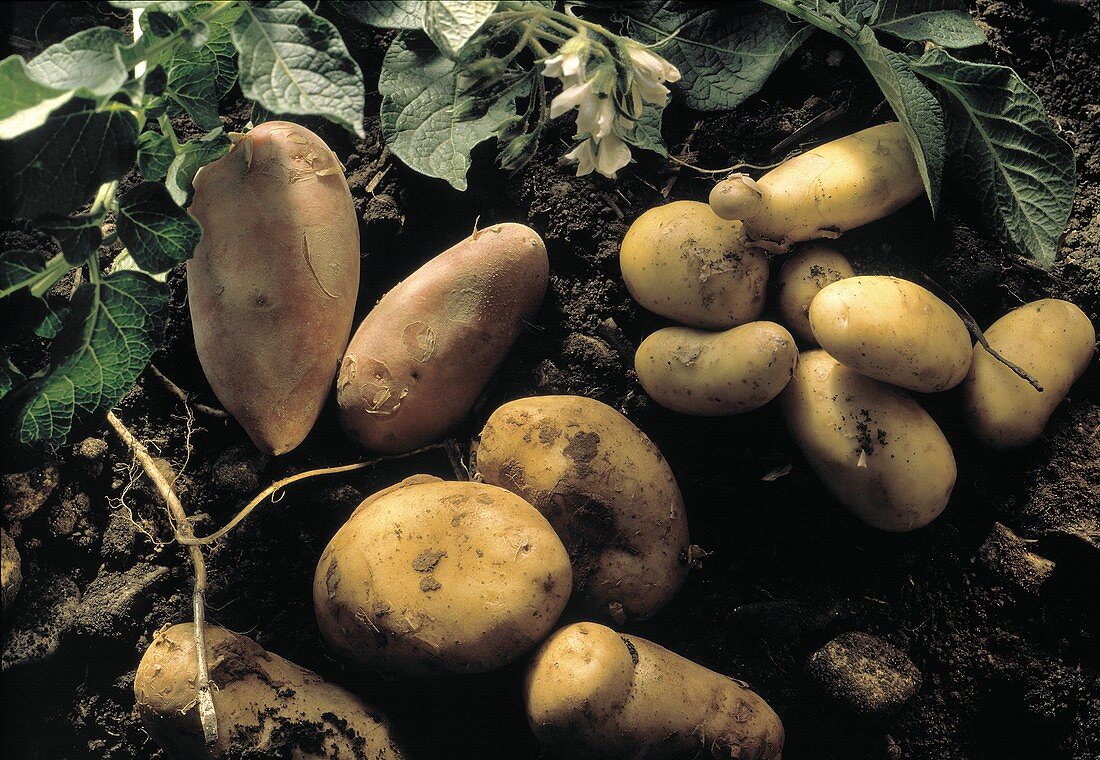 Kartoffeln: Roseval, Sieglinde, Grenavilles auf Erde