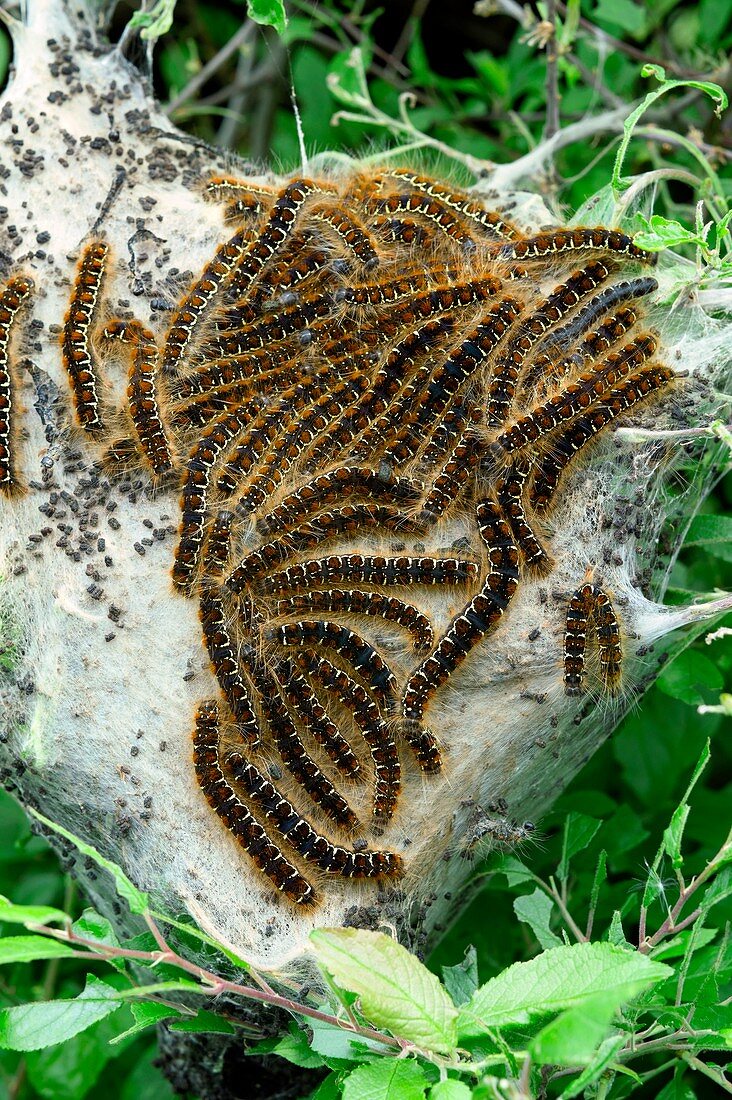 Brown tail moth larvae