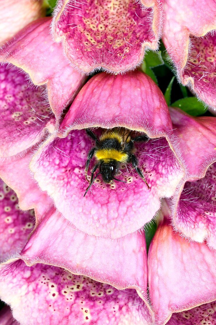 Bumblebee and foxglove hybrid