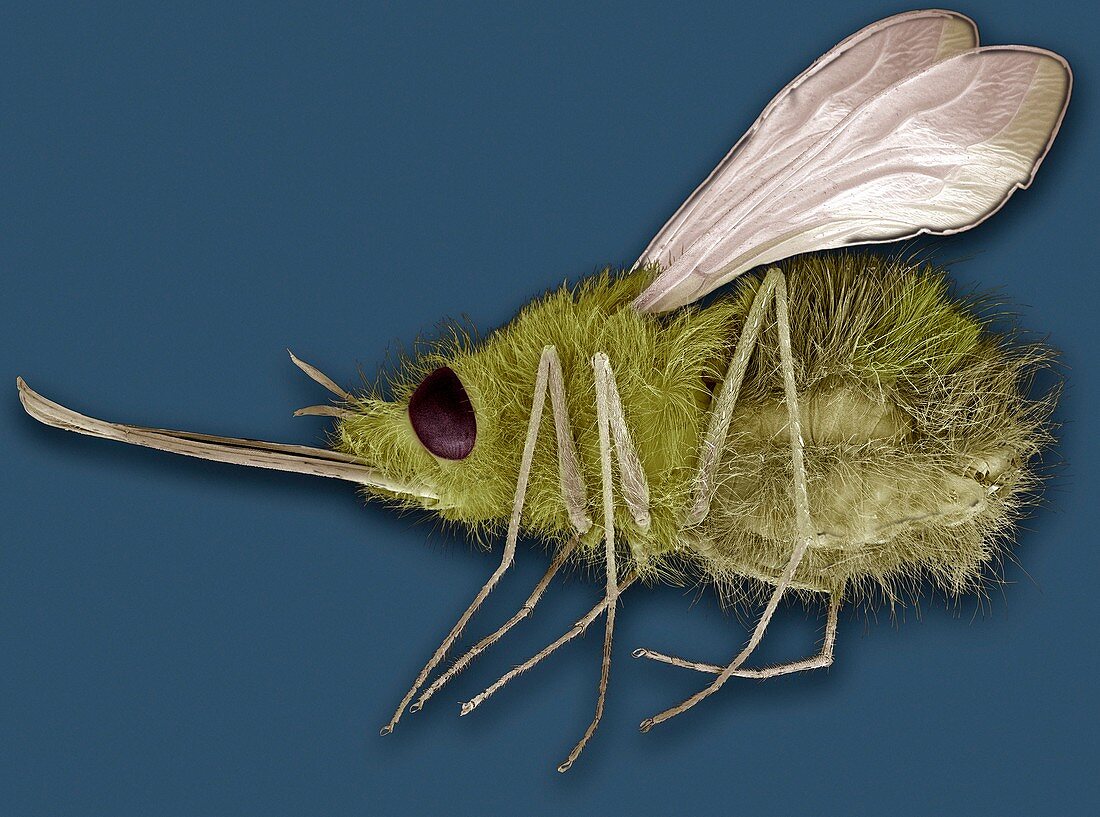 Large bee fly,SEM