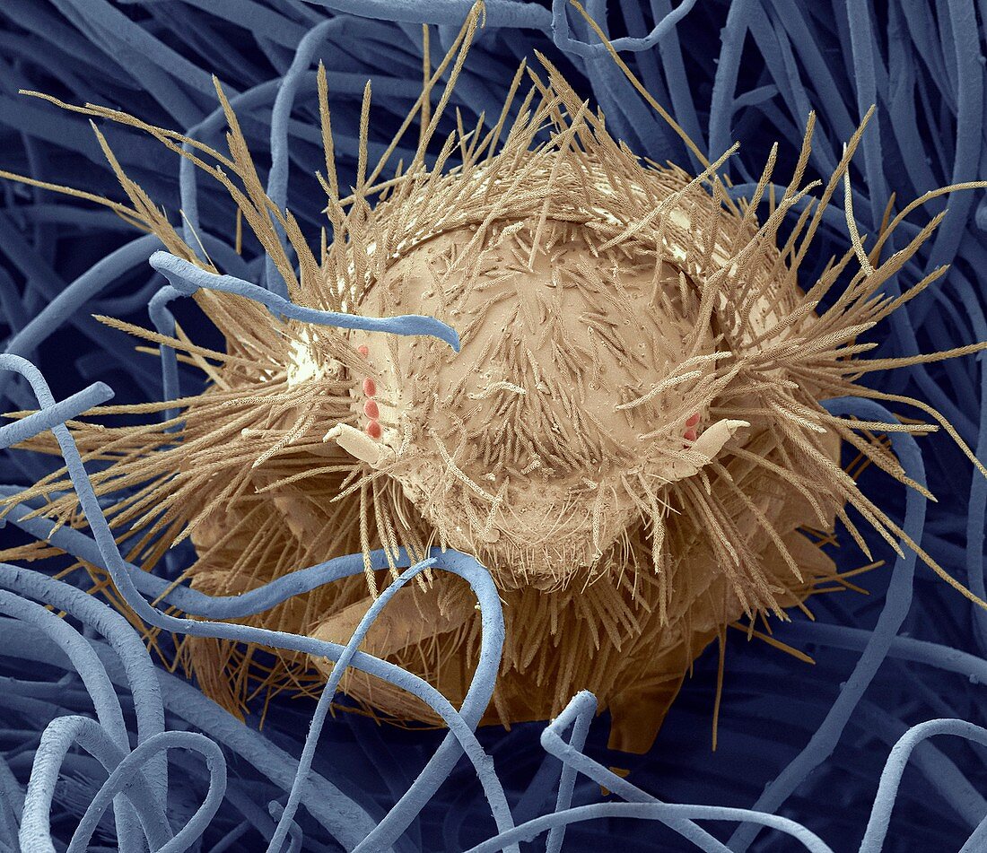 Carpet beetle larva,SEM