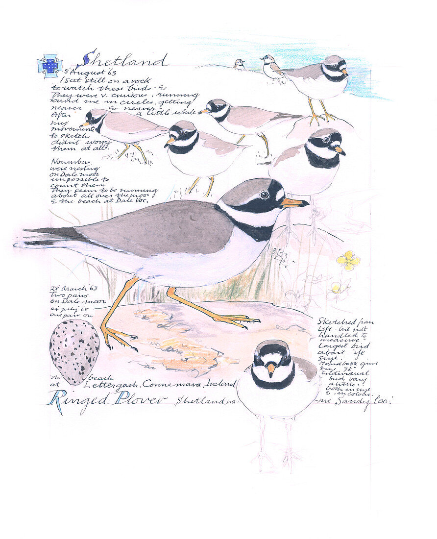 Common ringed plover,artwork