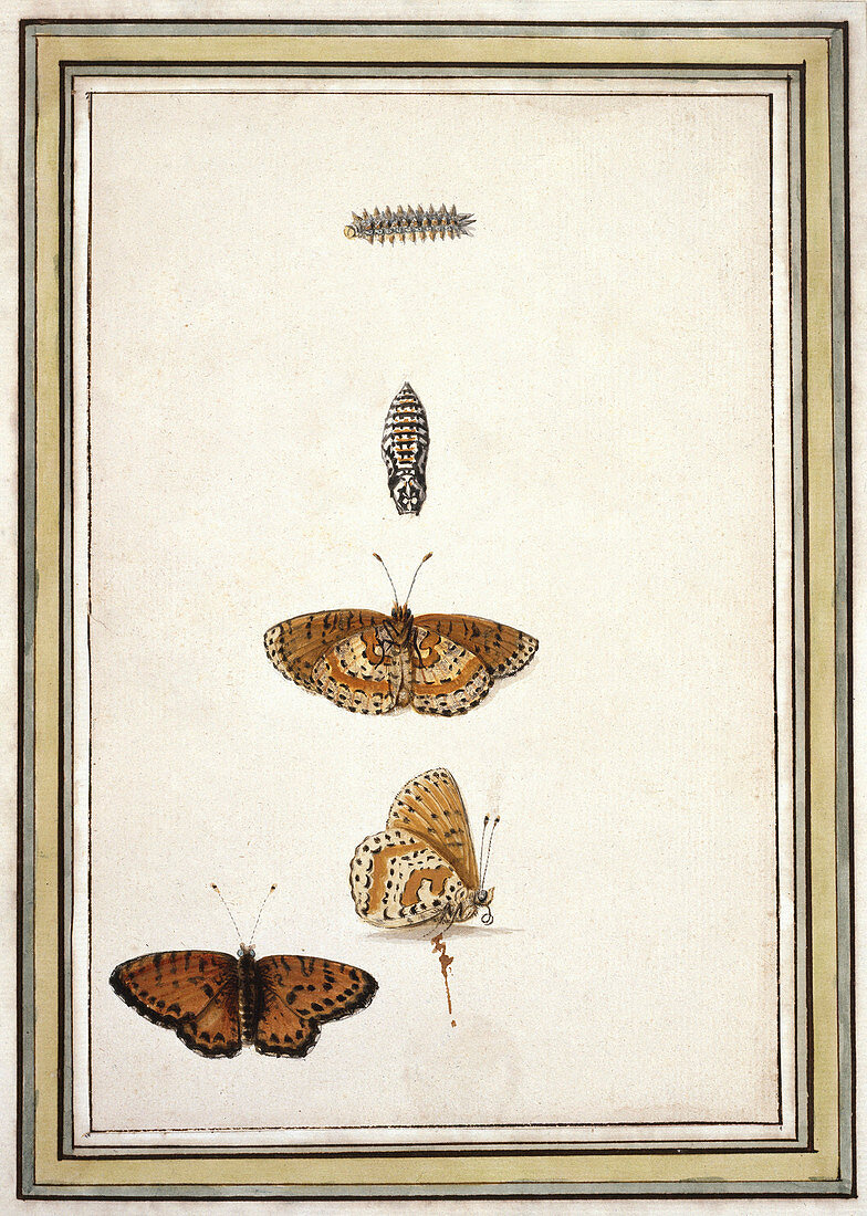 Butterfly lifecycle,artwork