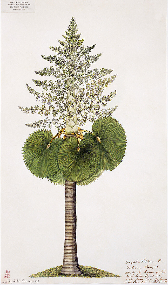 Tara palm (Corypha taliera),artwork