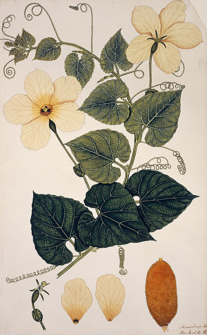Momordica cochinchinensis,artwork