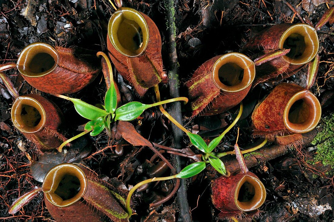Flask-shaped pitcher plant