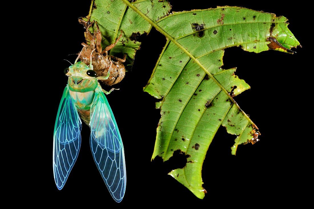 Cicada emerging from chrysalis