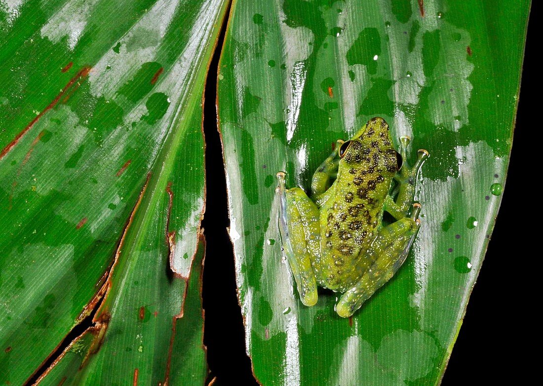 Tropical frog