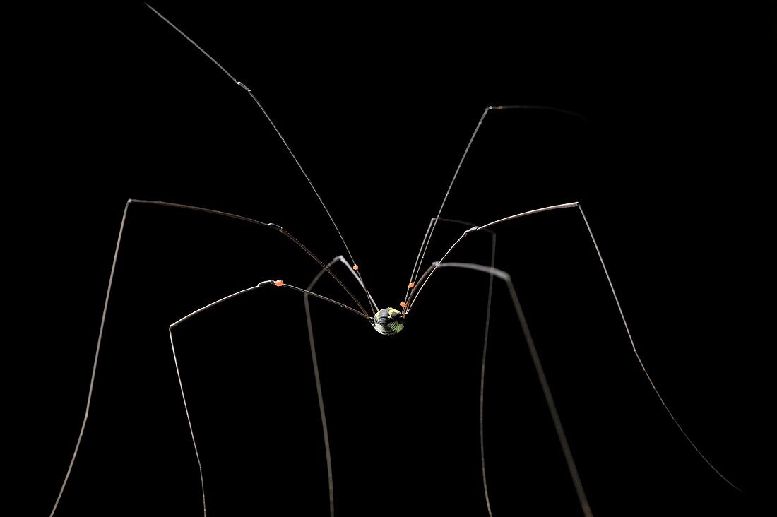 Harvestman