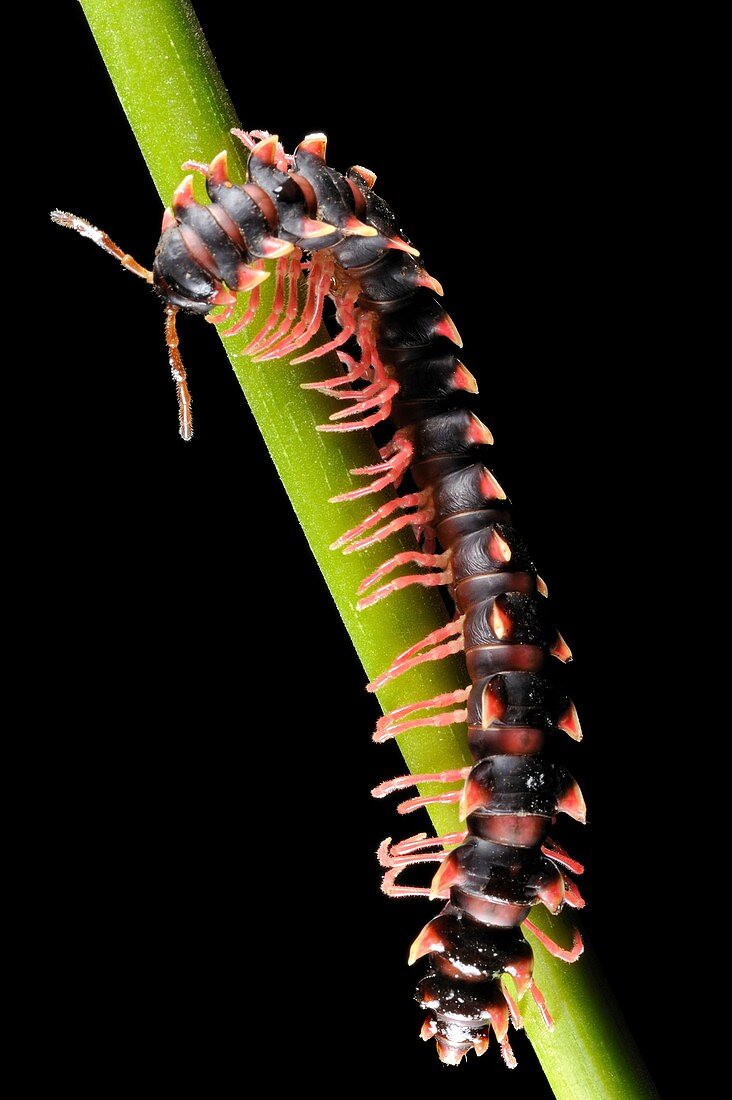 Tropical millipede