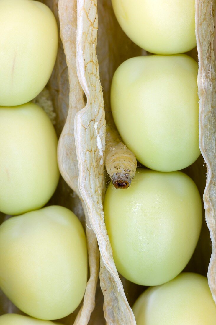 Pea moth larva in a pea pod